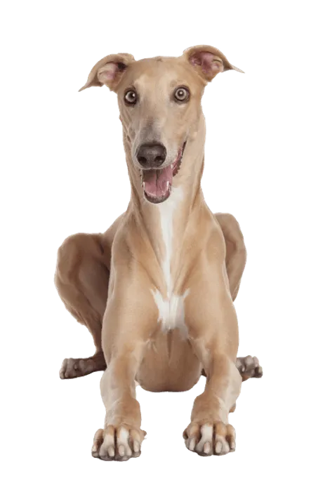 Bild für Greyhound