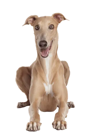 Greyhound