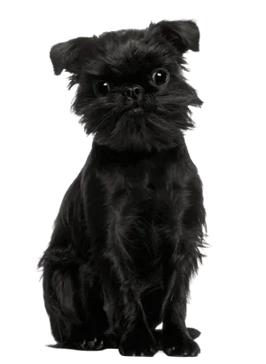 Griffon Belge