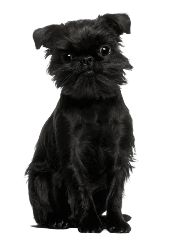 Griffon Belge Bild