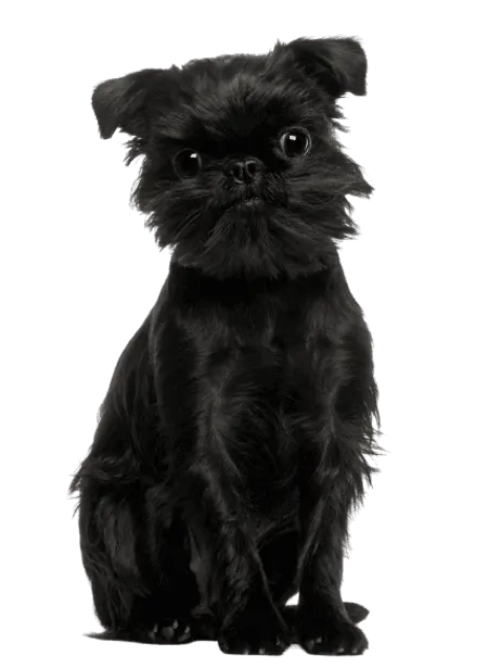 Bild für Griffon Belge