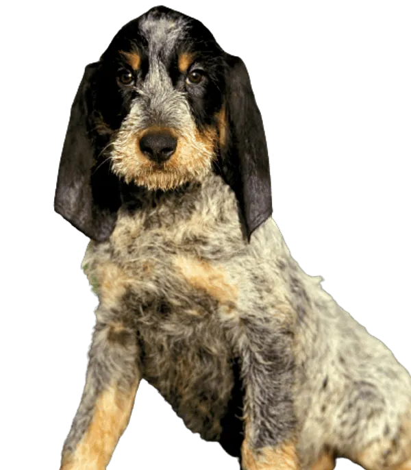 Griffon bleu de Gascogne Bild