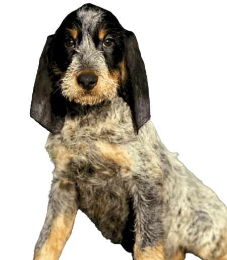 Bild für Griffon bleu de Gascogne