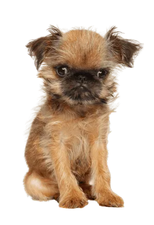 Griffon Bruxellois