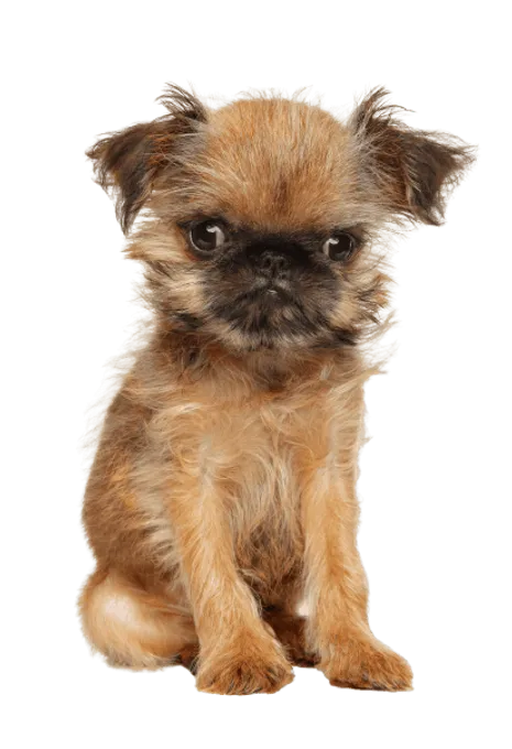 Griffon Bruxellois