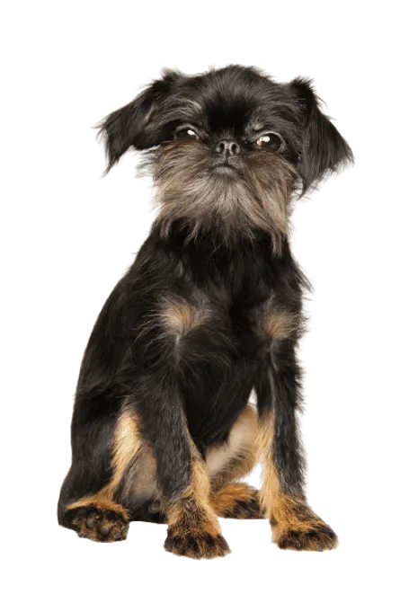 Griffon Bruxellois