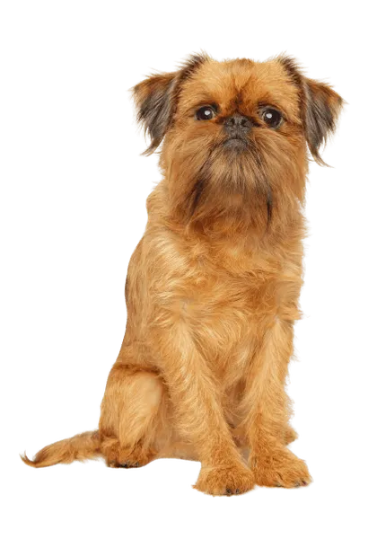 Griffon Bruxellois