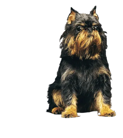 Griffon Bruxellois