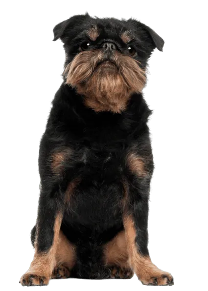 Griffon Bruxellois