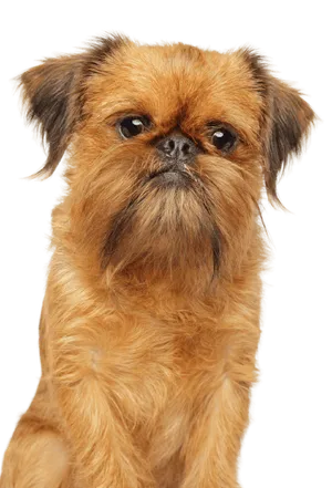 Griffon Bruxellois