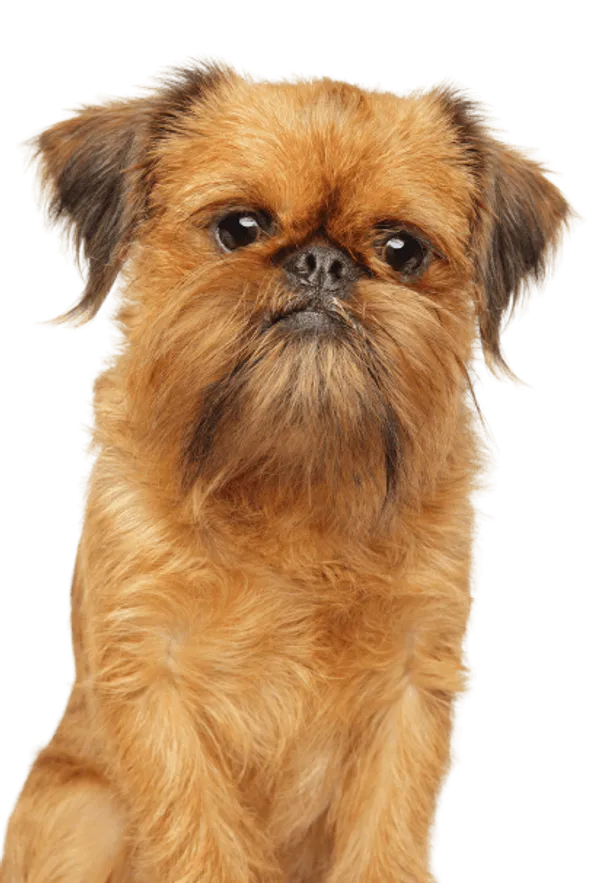 Griffon Bruxellois Bild