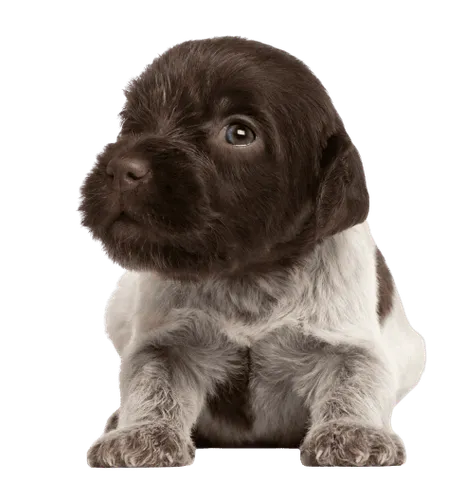 Griffon d’arrêt à poil dur – Korthals