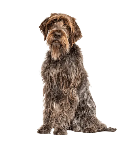 Griffon d’arrêt à poil dur – Korthals