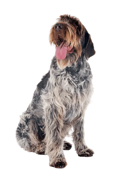 Griffon d’arrêt à poil dur – Korthals