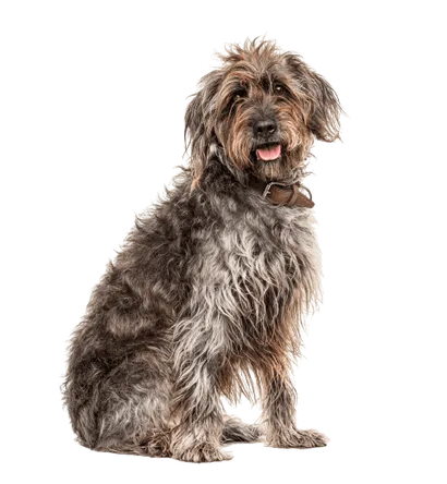 Griffon d’arrêt à poil dur – Korthals