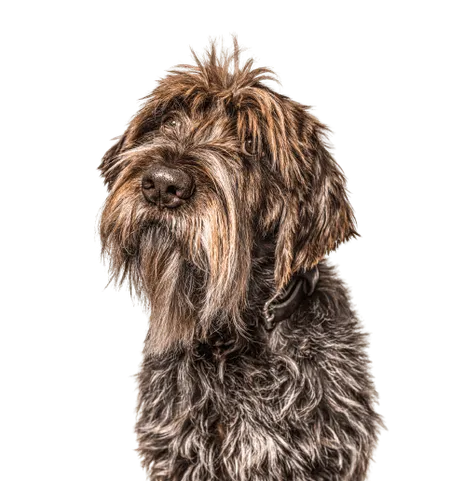 Bild für Griffon d’arrêt à poil dur – Korthals