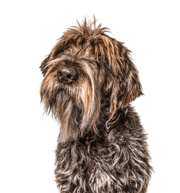 Griffon d’arrêt à poil dur – Korthals Bild