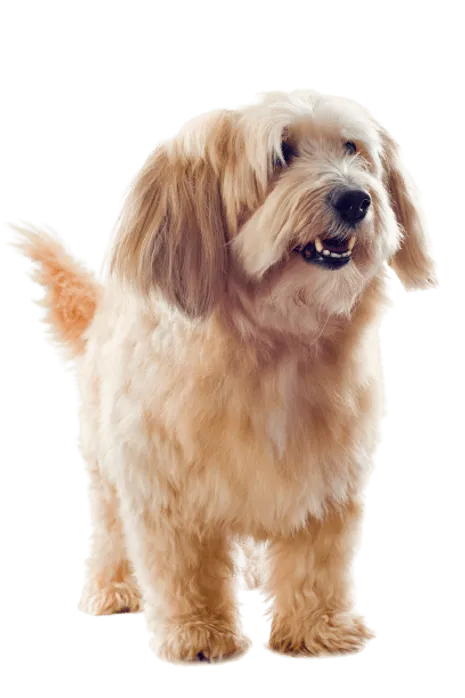 Griffon Fauve de Bretagne