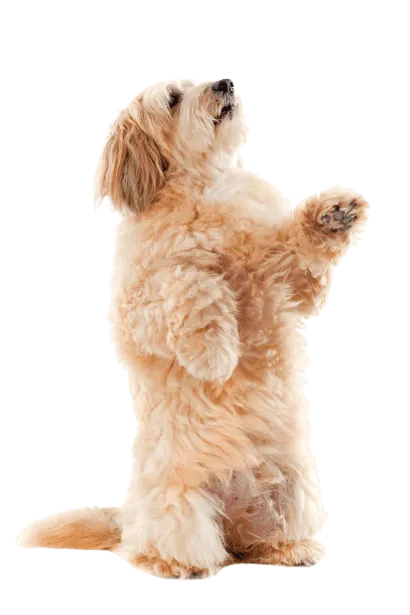 Griffon Fauve de Bretagne