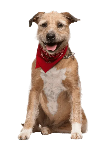 Griffon Fauve de Bretagne