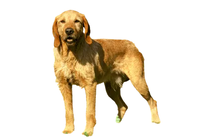 Griffon Fauve de Bretagne