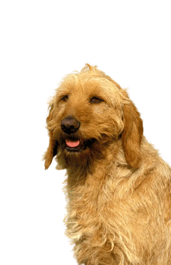 Griffon Fauve de Bretagne Bild