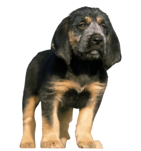 Bild für Griffon Nivernais