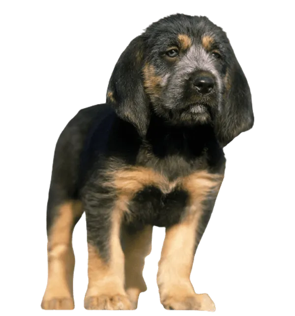 Griffon Nivernais Bild