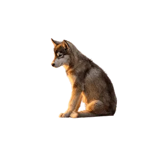 Grönlandhund