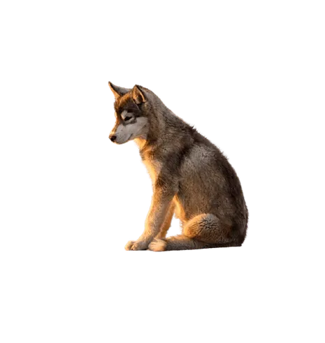 Grönlandhund