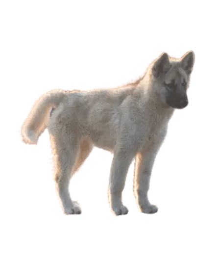 Grönlandhund