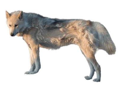 Grönlandhund