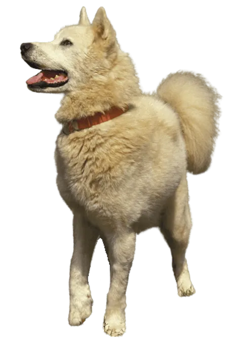 Bild für Grönlandhund