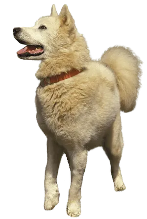 Grönlandhund