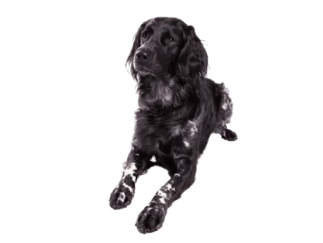 Großer Münsterländer