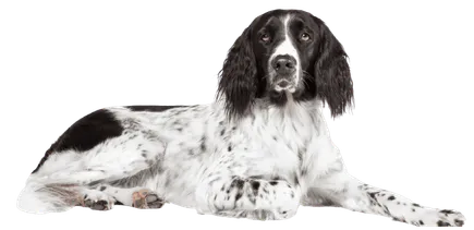 Großer Münsterländer