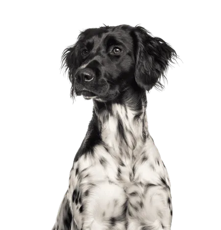 Bild für Großer Münsterländer