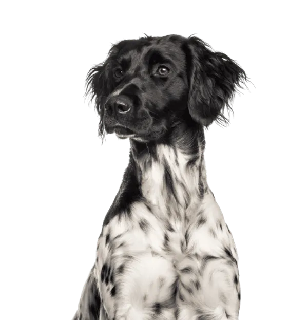 Großer Münsterländer Bild