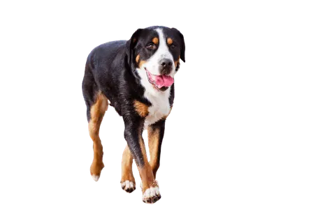 Grosser-Schweizer-Sennenhund-5