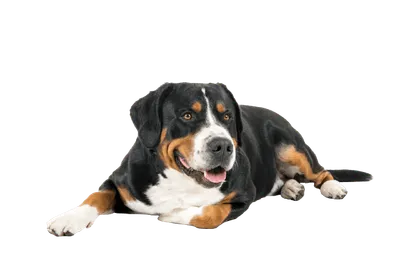 Grosser-Schweizer-Sennenhund-3