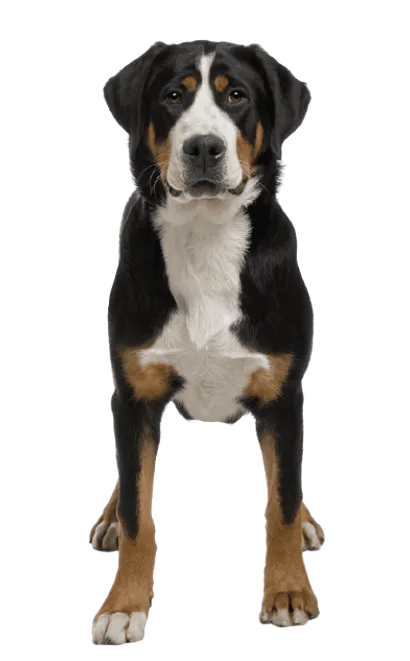 Grosser-Schweizer-Sennenhund-4