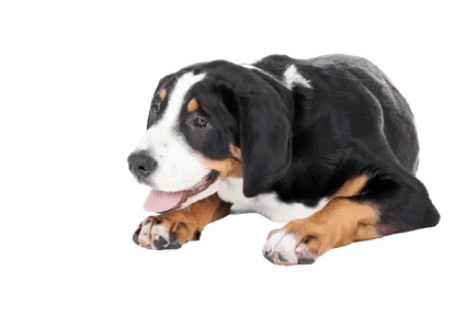 Grosser-Schweizer-Sennenhund-2