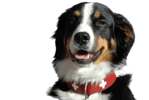 Grosser Schweizer Sennenhund