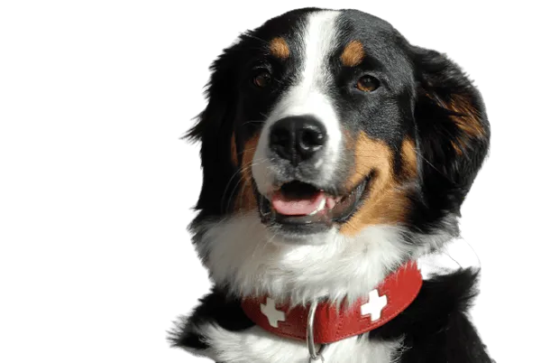 Grosser Schweizer Sennenhund Bild