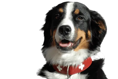 Bild für Grosser Schweizer Sennenhund