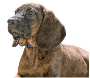 Hannoverscher Schweißhund