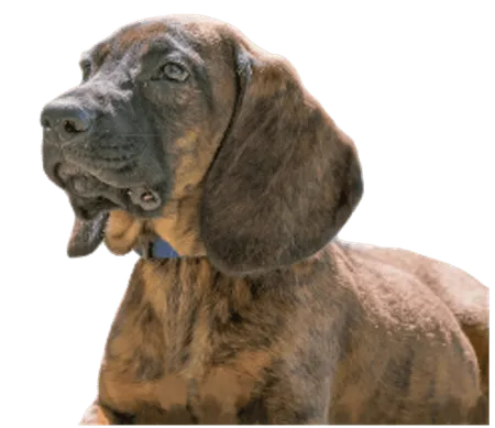 Bild für Hannoverscher Schweißhund