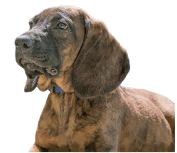 Hannoverscher Schweißhund Bild