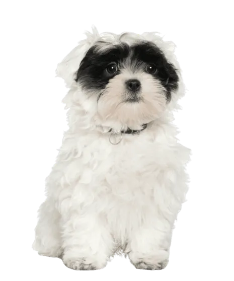 Havaneser Puppy