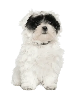 Havaneser Puppy